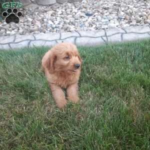 Lucky, Mini Goldendoodle Puppy